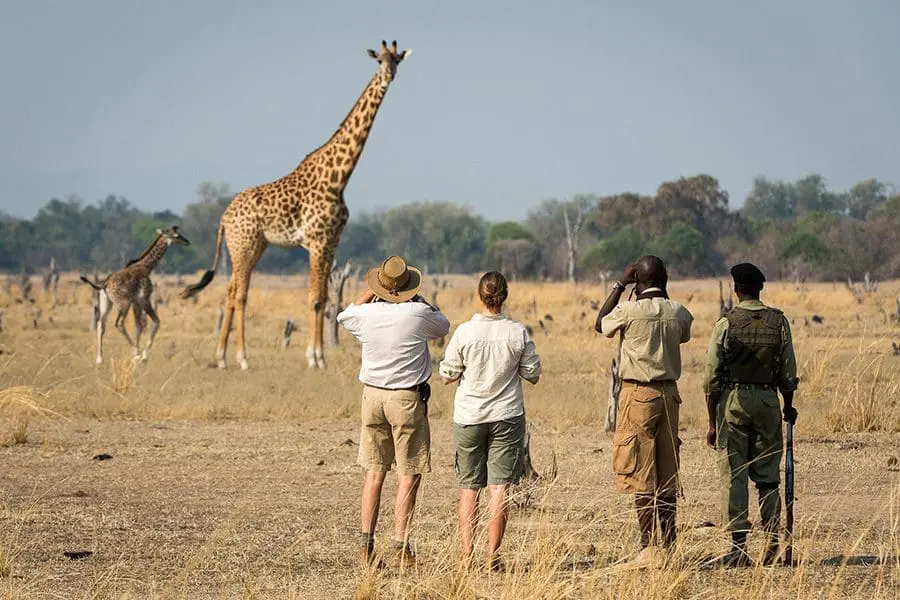 Four people observing a giraffe on a walking safari in South Luangwa National Park | Go2Africa