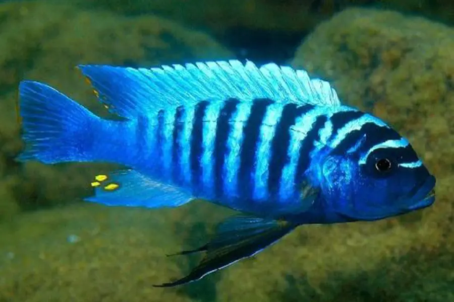 The Blue Zebra Cichlid. 