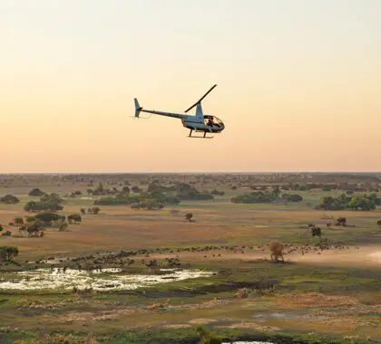 Los vuelos en helicóptero sobre el Okavango ofrecen una experiencia de safari única | Camp Okavango