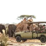 Jabali Ridge Game drive with elephants.