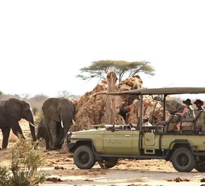 Jabali Ridge Game drive with elephants.