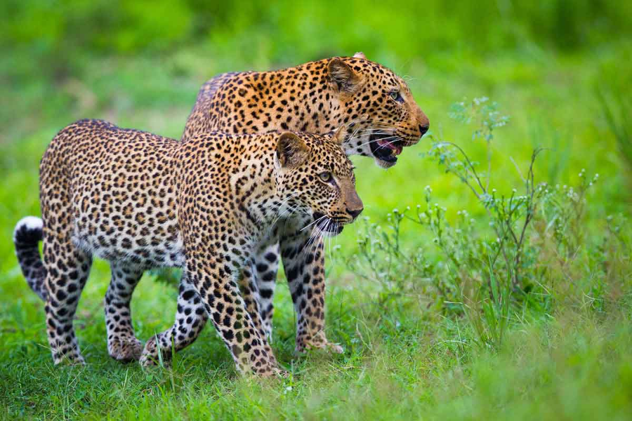 Two leopards walking through South Luangwa National Park in Zambia | Go2Africa