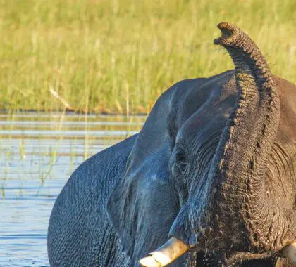 Qué ver y hacer en Hwange (Zimbabue)