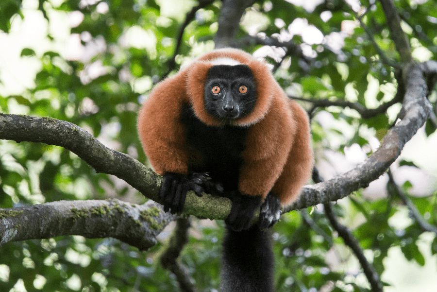 A Red Ruffed lemur pictured sitting in a tree in Madagascar | Go2Africa