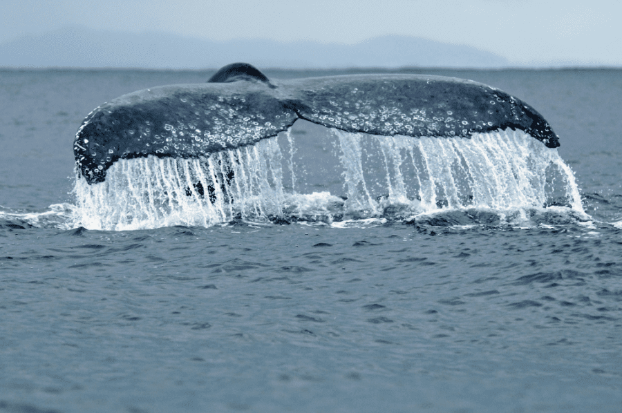 Humpback whale lobtailing in Madagascar | Go2Africa