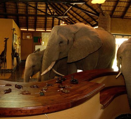 Elephants wandering through reception. 