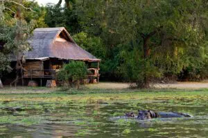 Avistar hipopótamos frente al lodge de Mfuwe. 