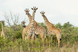 Avistar jirafas en el Parque Nacional de Nyerere. | Roho ya Selous