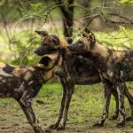 Raro avistamiento de perros salvajes en Roho ya Selous. 