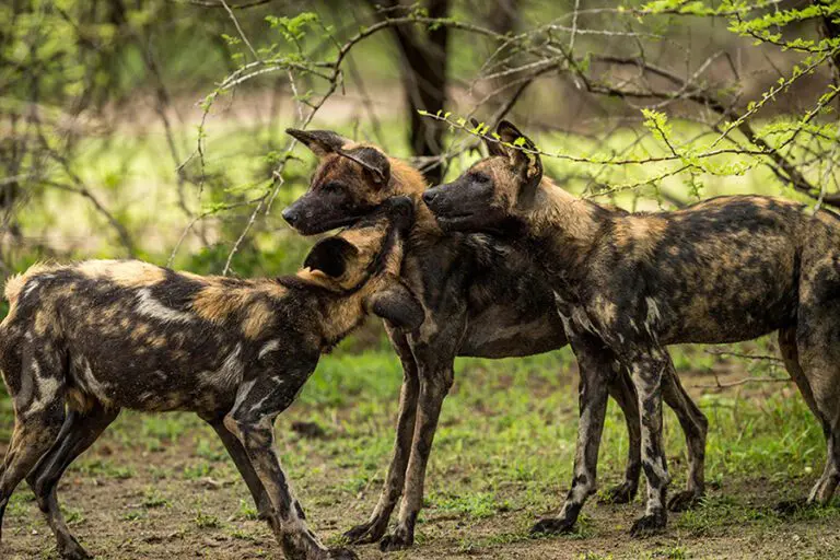 Rare wild dog sighting at Roho ya Selous. 