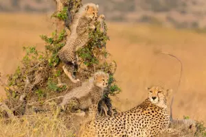 A mother cheetah with her young cubs.