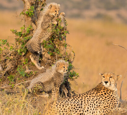 A mother cheetah with her young cubs.