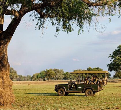 Game drives in South Luangwa. 