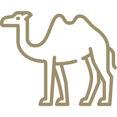 Camel-back safaris