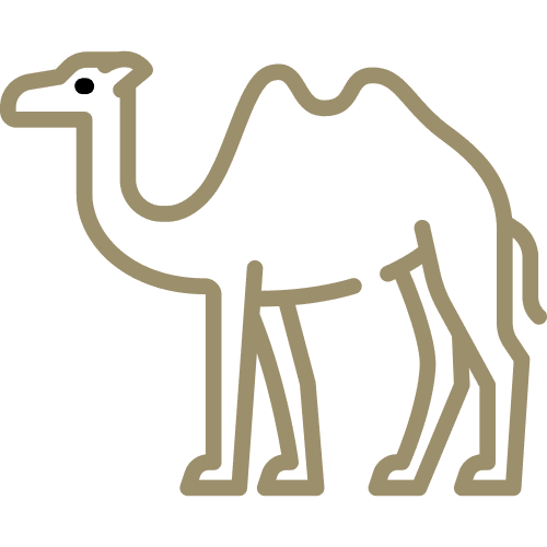 Camel rides