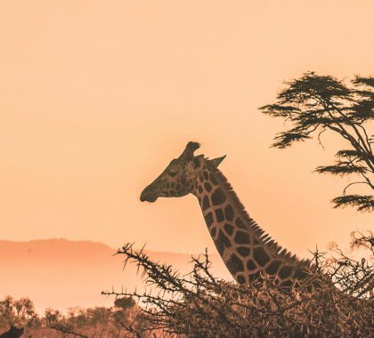 giraffe-sunset