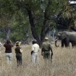 Guías apasionados que conducen paseos por la naturaleza salvaje africana. 
