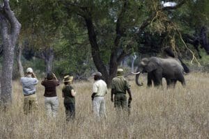 Guías apasionados que conducen paseos por la naturaleza salvaje africana. 