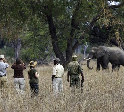 Passionate guides leading walks through the African wilderness. 