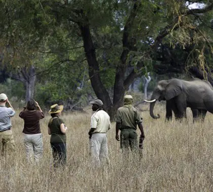 Guías apasionados que conducen paseos por la naturaleza salvaje africana. 