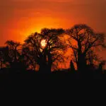 Baobab skyline at sunset.
