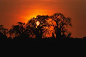 Baobab skyline at sunset.