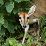 A duiker is a small, shy antelope that you might spot on the island.