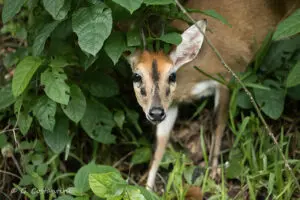 A duiker is a small, shy antelope that you might spot on the island. 
