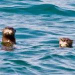 You might spot the otters out in the water.