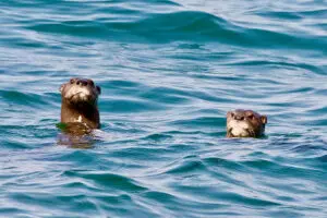 You might spot the otters out in the water. 