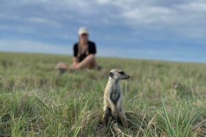 kara-putter_ap_meerkat-1
