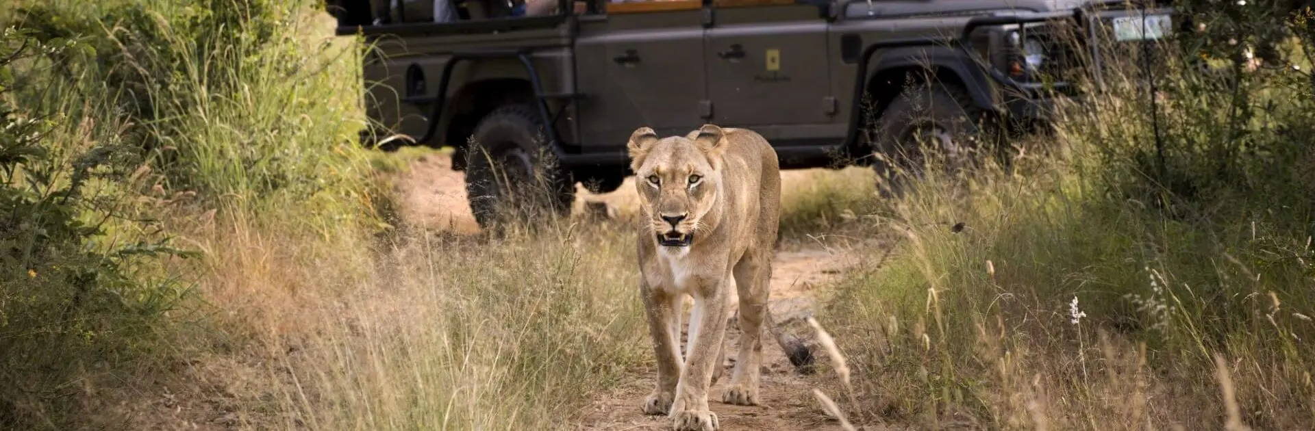 A lion approaches the camera with a game vehicle in the background | Go2Africa