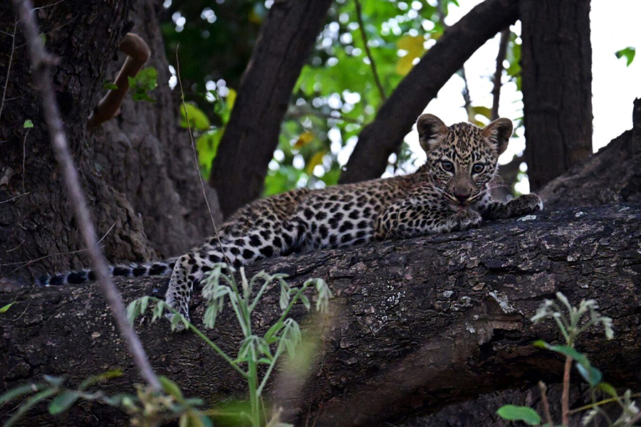 A young leopard relaxing on a large branch in a tree | Go2Africa