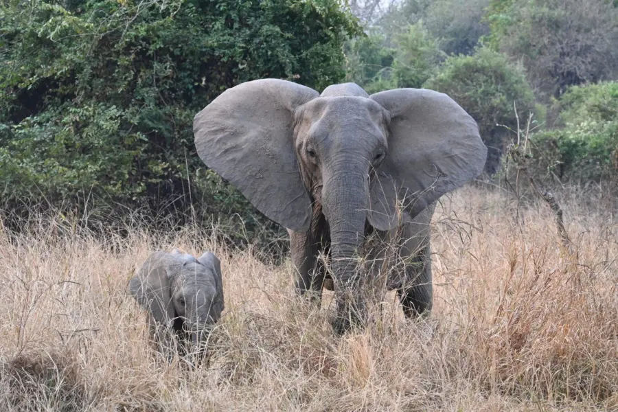Dos elefantes, un bebé y un adulto, fotografiados en el Parque Nacional de South Luangwa | Go2Africa