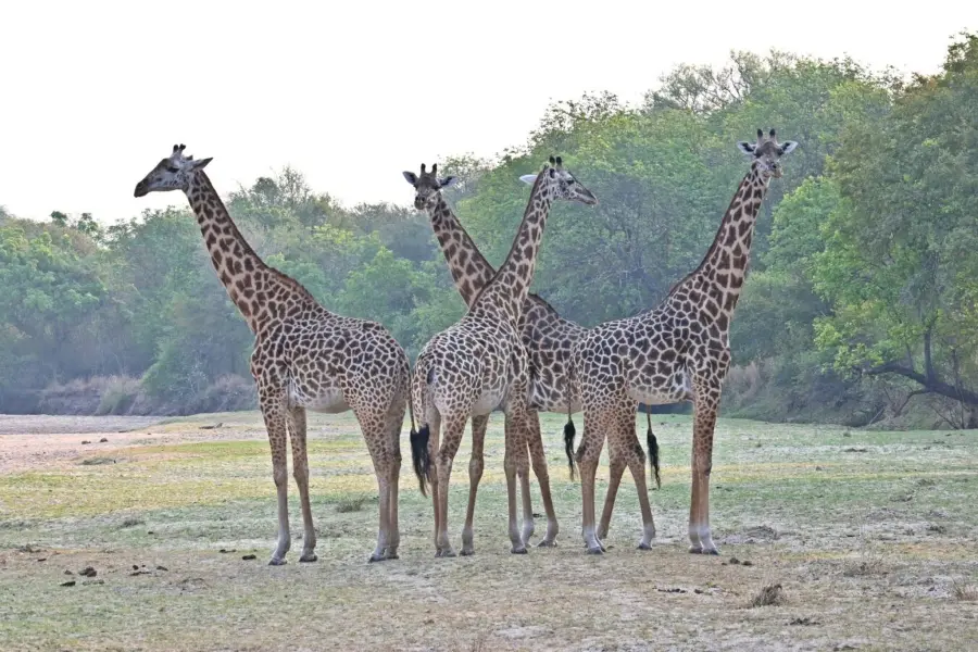 Four giraffe pictured in South Luangwa National Park | Go2Africa