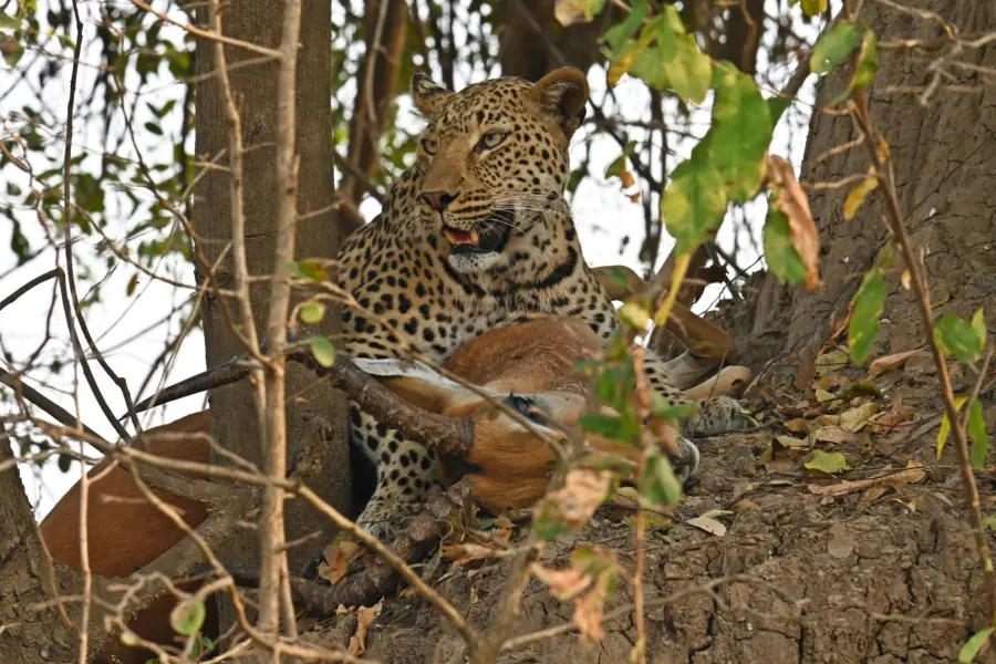 A leopard pictured in a tree with an impala kill | Go2Africa