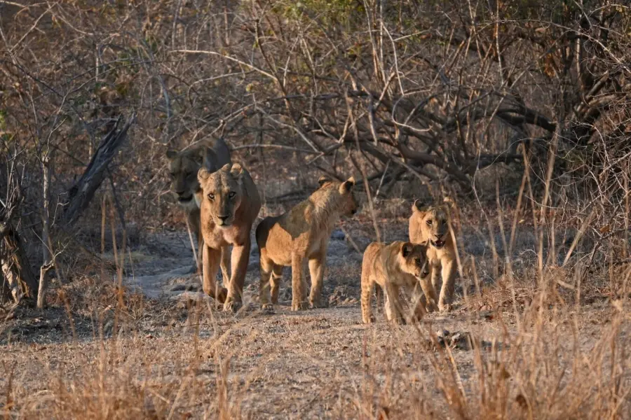 Lionesses and their cubs emerging from the bush | Go2Africa