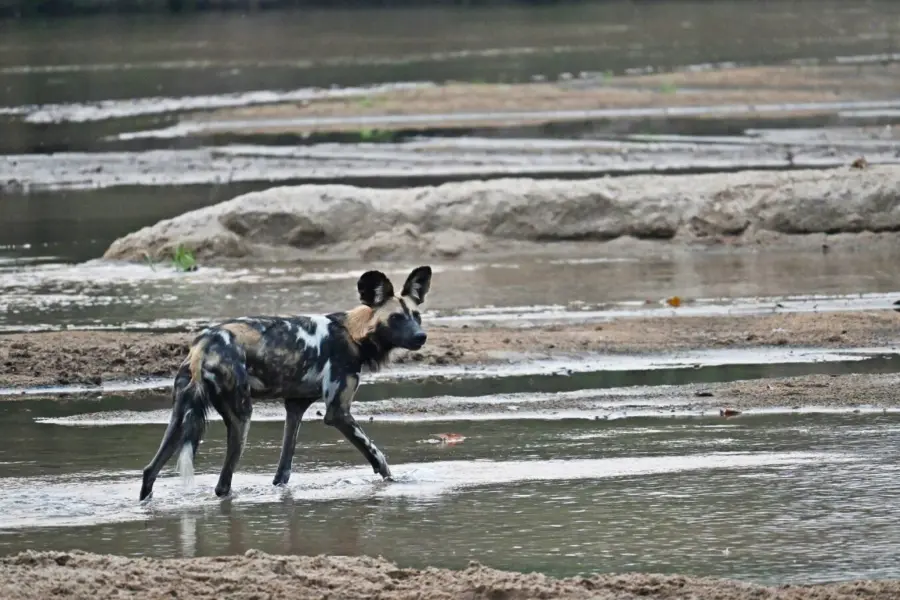 Perro salvaje africano en el Parque Nacional de South Luangwa | Go2Africa