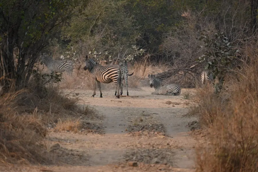Varias cebras fotografiadas al final de una carretera en South Luangwa | Go2Africa