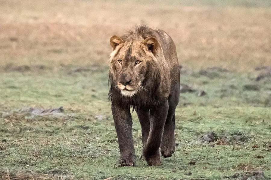 chisa-busanga-camp-zambia-lion