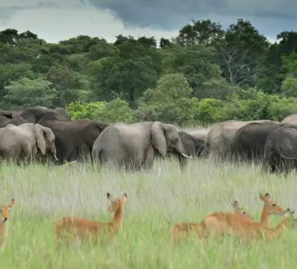 The Top 9 Safari Camps & Lodges in Kafue National Park