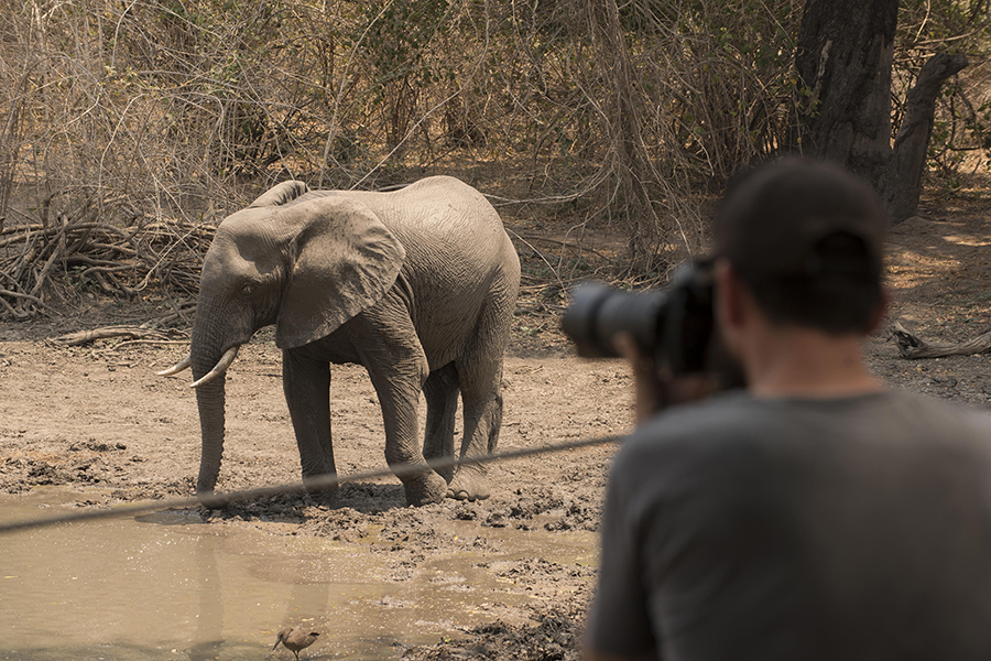 Fotografiar elefantes en el campamento de Kanga, en el Parque Nacional de Mana Pools | Go2Africa
