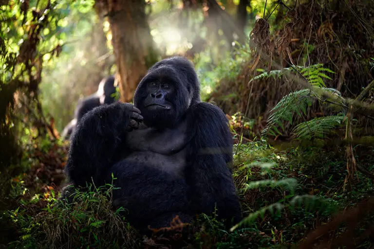 Spend time with gorillas in their natural habitat | Mount Gahinga Lodge