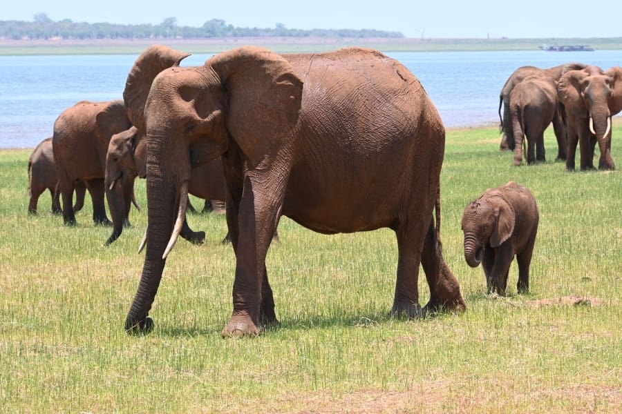 Elefantes del Parque Nacional de Hwange | Go2Africa