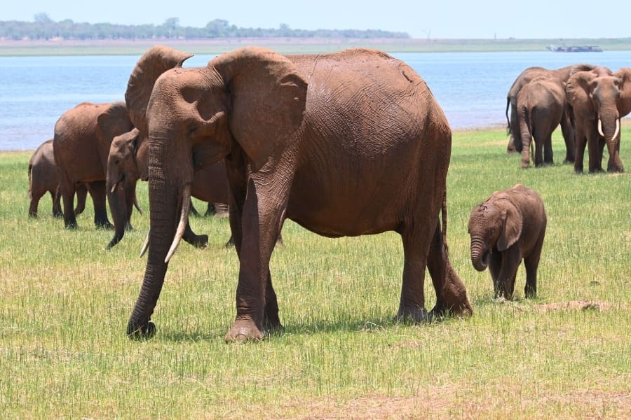 Elephants of Hwange National Park | Go2Africa