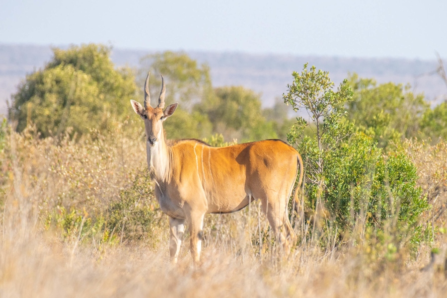 A lone eland in Africa | Go2Africa