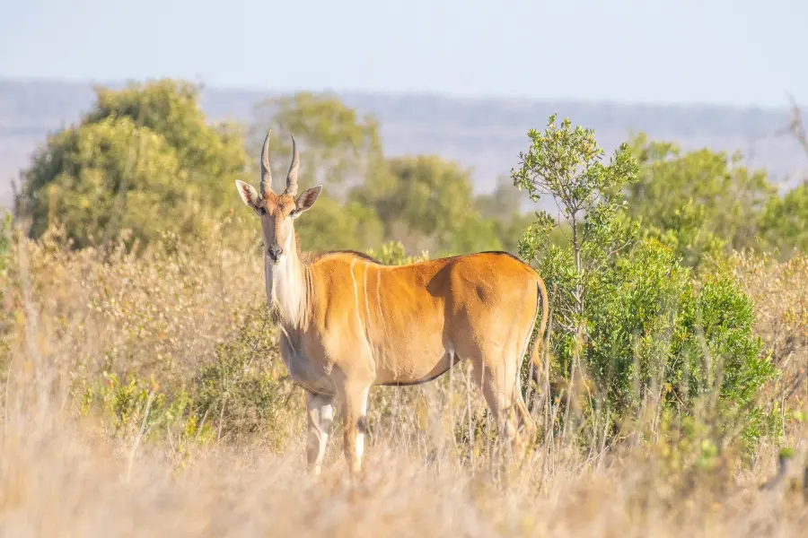 Un eland solitario en África | Go2Africa