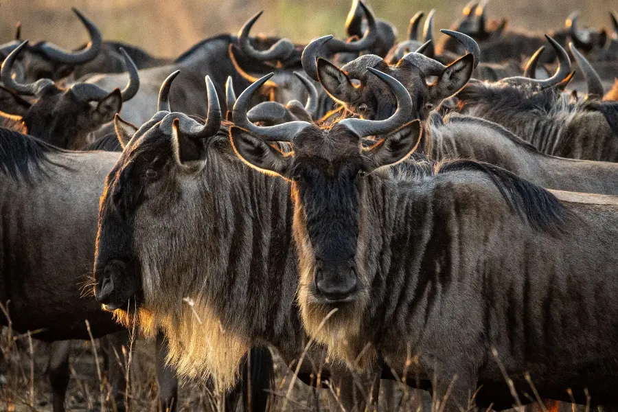 scenic-view-of-an-open-field-full-of-wildebeests