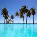 Palmeras junto a la piscina.