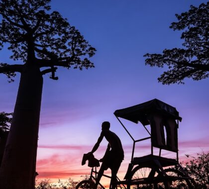 Man on bicycle with cart behind him with Madagascan baobabs and a sunset in the background | Go2Africa